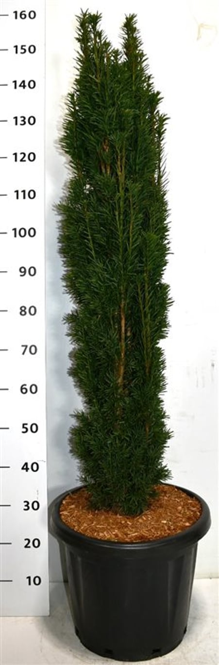 Taxus b. 'Fastigiata Robusta' - C25 100-120 CM